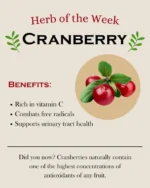 Premium Dried Cranberries – Sweet, Tangy & Nutrient-Rich Healthy Snack - Image 3