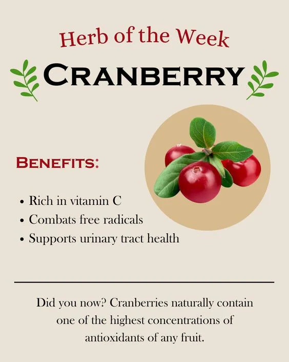 Premium Dried Cranberries – Sweet, Tangy & Nutrient-Rich Healthy Snack - Image 3
