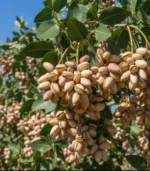 Premium Pistachios (Pista) – Fresh, Crunchy & Nutrient-Rich Dry Fruits - Image 4