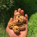 Premium Natural Walnuts (Akhrot) – Fresh, Crunchy & Nutrient-Rich Dry Fruits