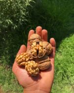 Premium Natural Walnuts (Akhrot) – Fresh, Crunchy & Nutrient-Rich Dry Fruits