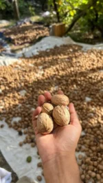 Premium Natural Walnuts (Akhrot) – Fresh, Crunchy & Nutrient-Rich Dry Fruits - Image 3